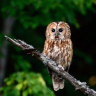 tawnyowl