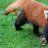 PandaRed
