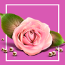 Florist: доставка цветов,подарков,магазин цветы на Старте | webstudiosamovar.kodveri2